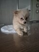 Spitz nain
