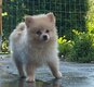 Spitz nain
