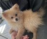 Spitz nain