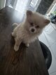 Spitz nain
