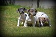 Chiots Jack Russell