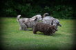 Chiots Caniche merle choco