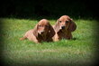 Chiots Teckel brun