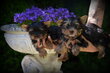 Chiots Yorkshire Terrier nain