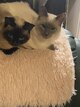 Chat Siamois seal point