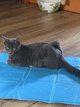Chat Siamois-maincoon bleu tigrée
