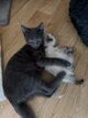 Siamois &Maine coon femelles
