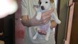 Superbes Jack Russell
