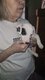 Superbes Jack Russell