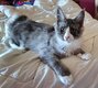 Chatons Maine Coon