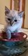 Chat Siamois