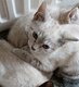 Chat Siamois