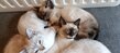 Chat Siamois