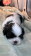 Chiot Shih Tzu