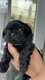 Chiot Shih Tzu
