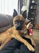 Staffie et Malinois croisé