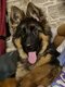 Berger allemand à vendre