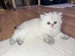 Chaton British Longhair