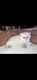 Chaton British Longhair
