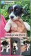 Jack russell poils lisse / court