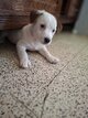 Jack russell poils lisse / court