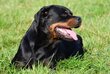 Chienne rottweiler