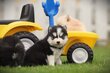 Pomsky, mini Husky
