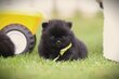 Spitz Nain Pomerani, elevage Belge