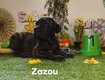 Chiots cane corso pédigrée Saint Hubert - fci