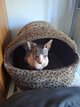 2 sphynx