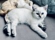 Bébés British Shorthair