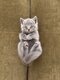 Chatons British Short Hair Bleus