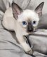 Siamois typés orientaux Seal Point et Tabby