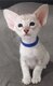 Siamois typés orientaux Seal Point et Tabby