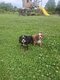 Cavalier King Charles