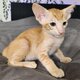 Oriental red tabby et orientale fawn