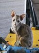 Oriental red tabby et orientale bleue lavande