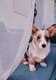 Femelle corgi pembroke 3 ans
