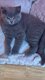 Adorables British shorthair