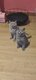 Adorables chatons British shorthair