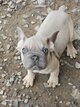 Chiots Bouledogue français big rope