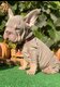 Adorable chiot Bouledogue français big rope