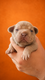 Chiots Bouledogue français big rope
