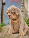 Chiots Bouledogue français big rope