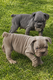Chiots Bouledogue français big rope