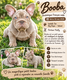 Adorable chiot Bouledogue français big rope