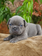 Chiots Bouledogue français big rope