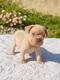 Chiots Bouledogue français big rope