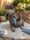 Chiots Bouledogue français big rope