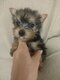 Mini Yorkshire